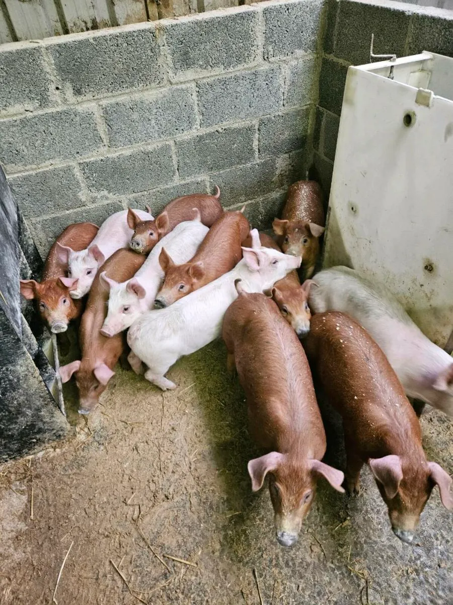 Duroc x landrace weiners - Image 2