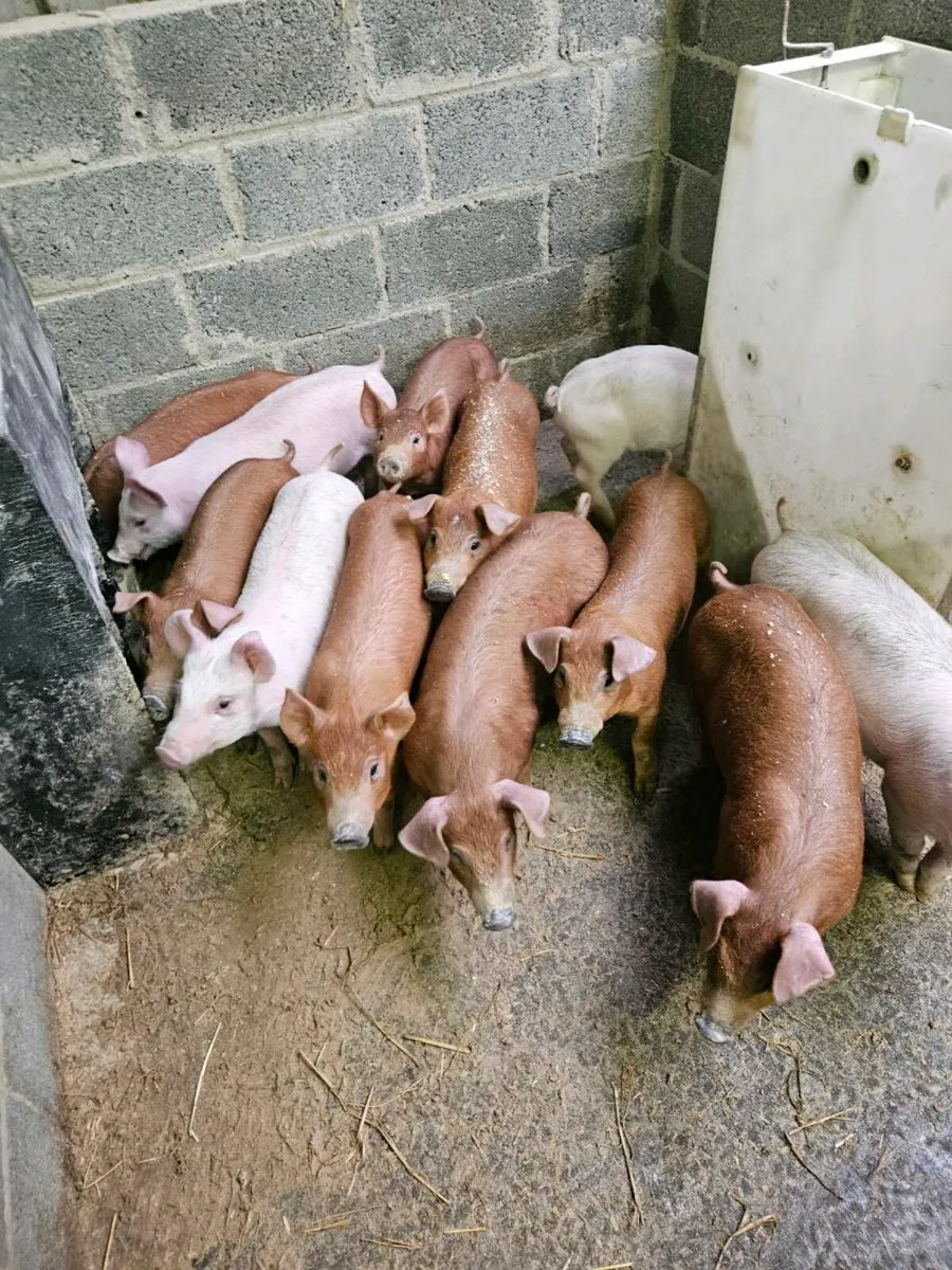 Duroc x landrace weiners - Image 3