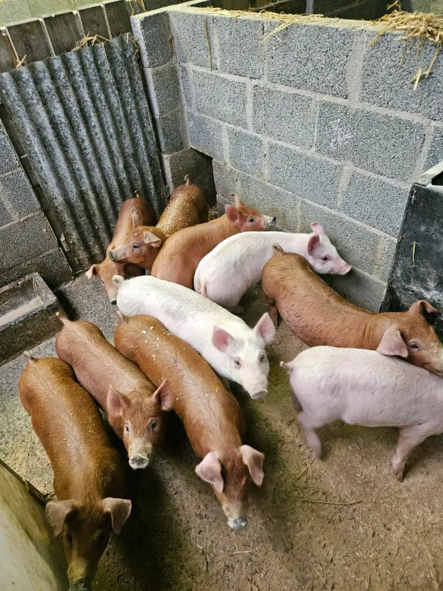 Duroc x landrace weiners - Image 4