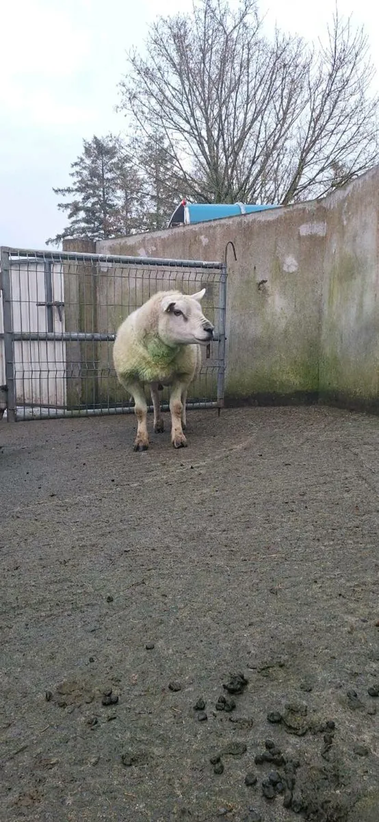 Texel ram - Image 1