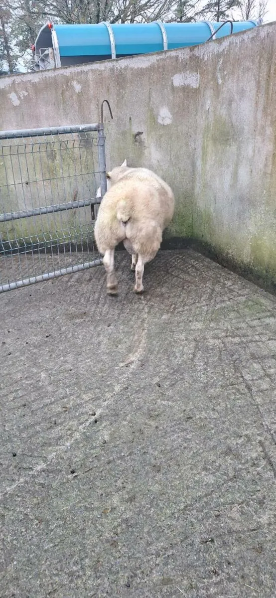 Texel ram - Image 2
