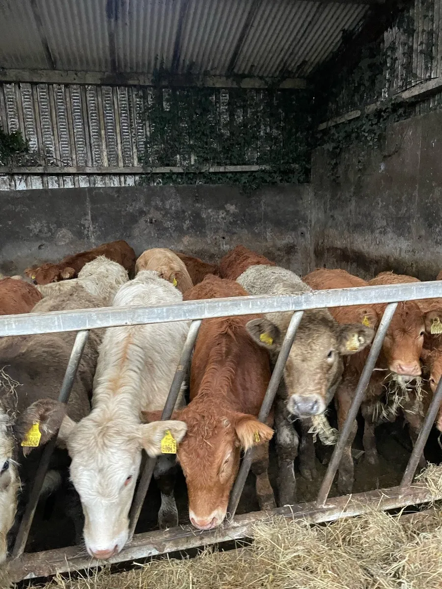 Heifer Weanlings - Image 1