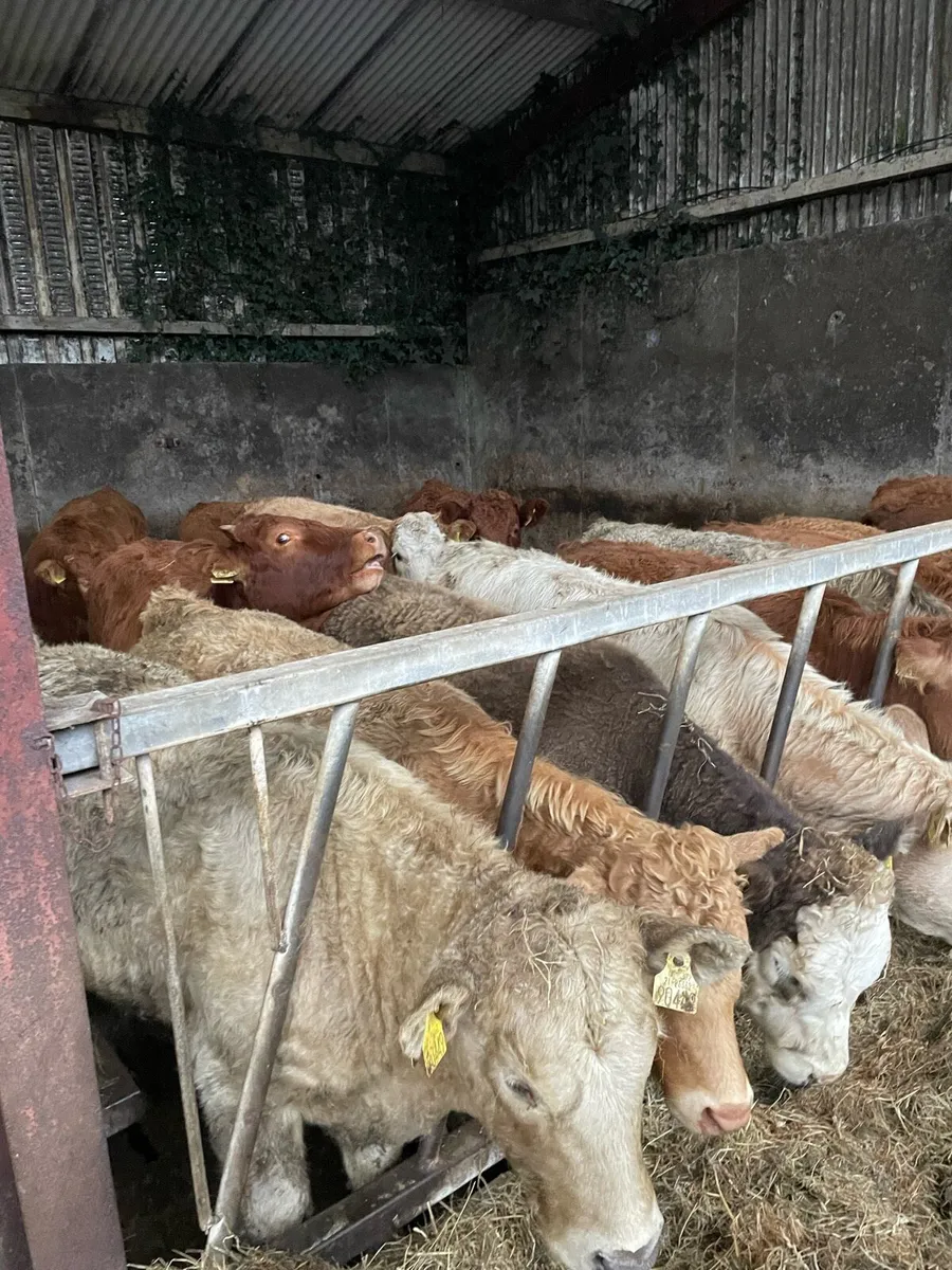 Heifer Weanlings - Image 2