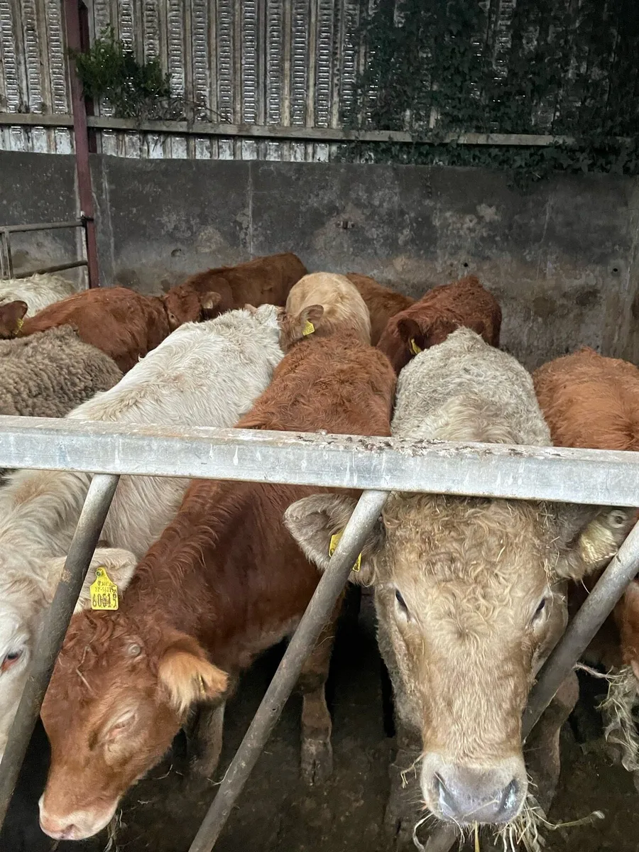 Heifer Weanlings - Image 3