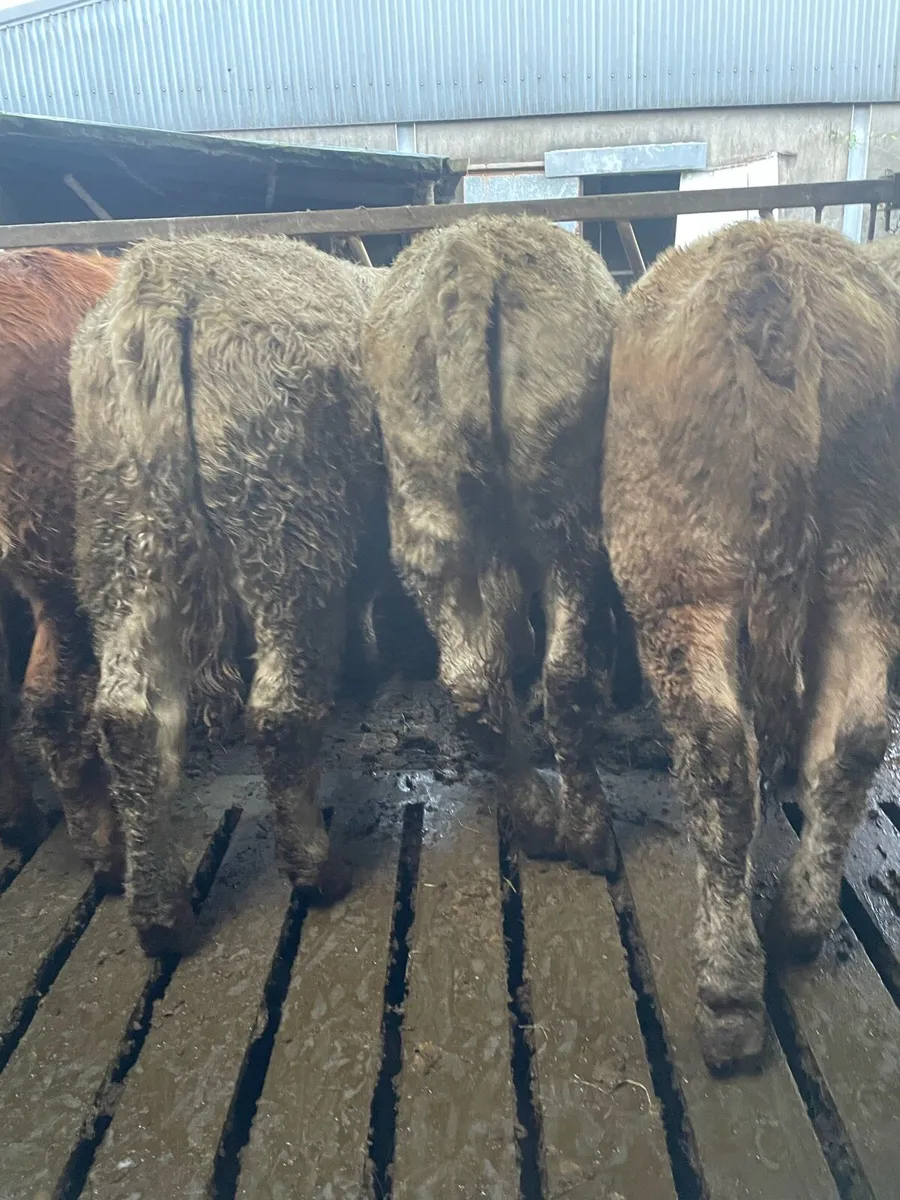 Heifer Weanlings - Image 4