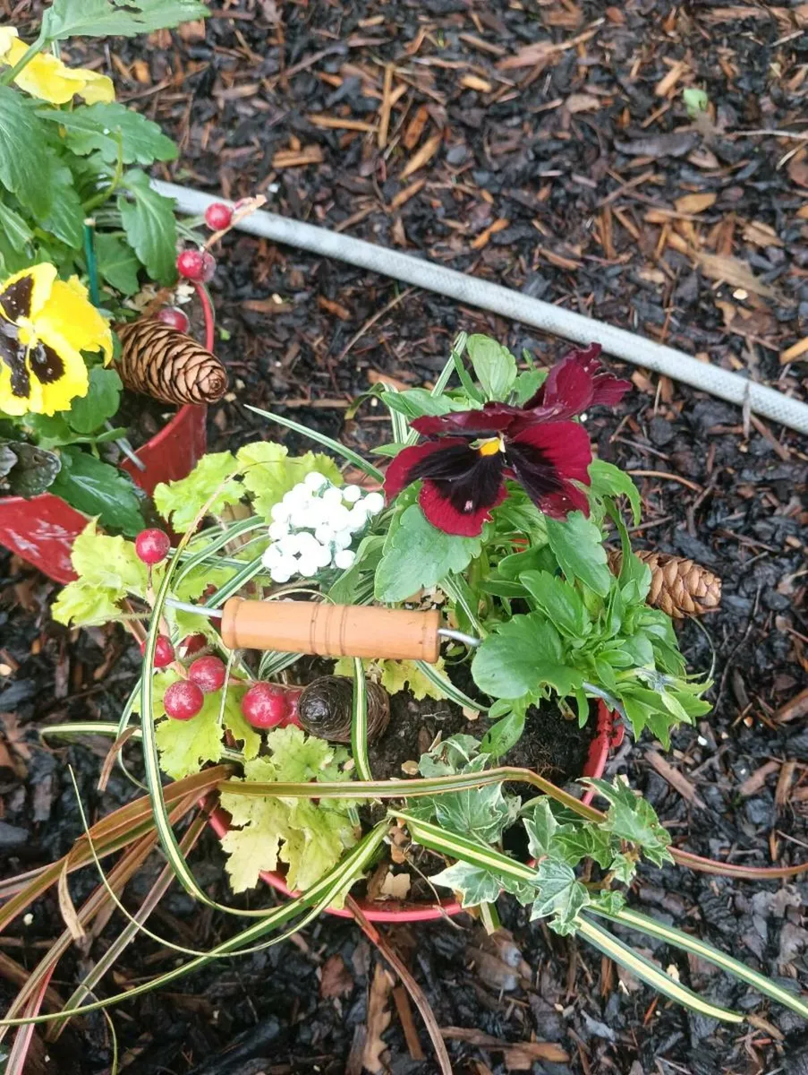 Beautiful pots with handle full all year round - Image 2