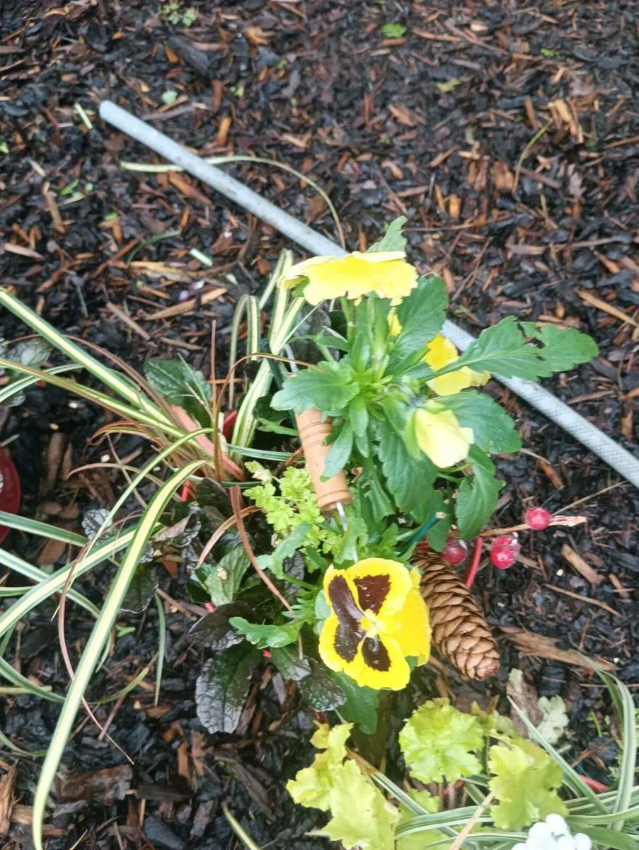 Beautiful pots with handle full all year round - Image 4