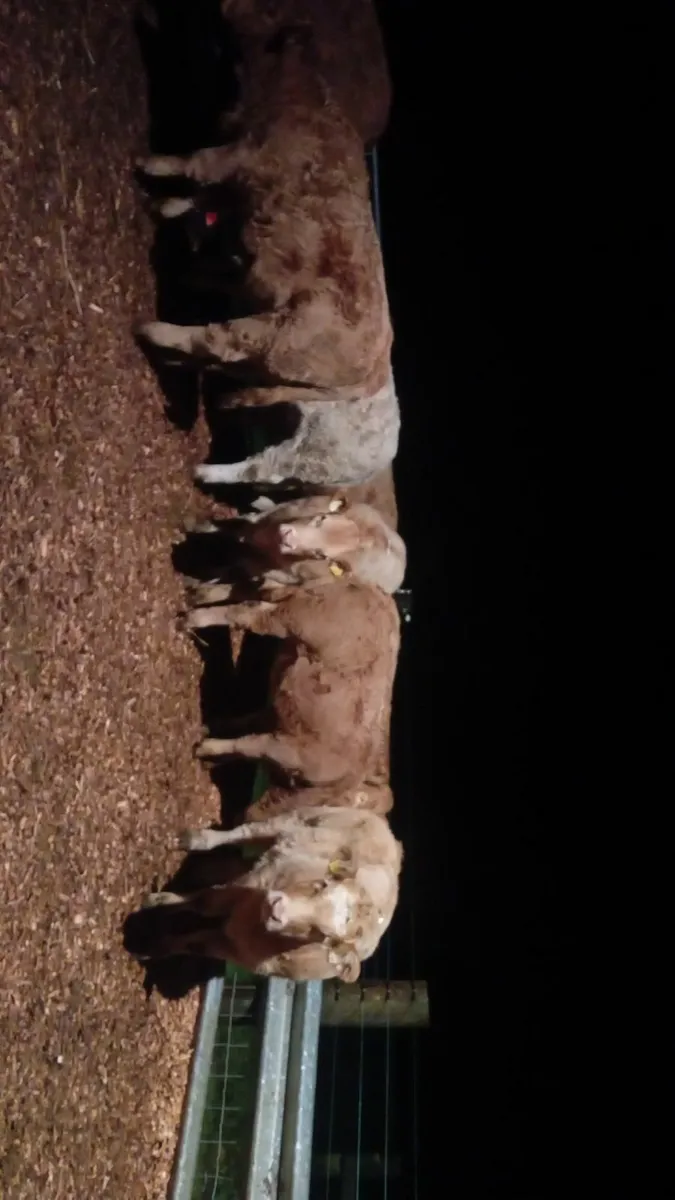 💥💥Top quality weanling heifers 💥💥 - Image 2