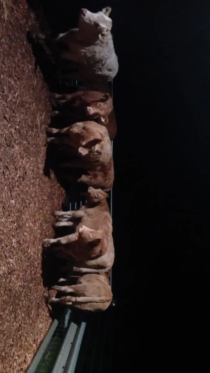 💥💥Top quality weanling heifers 💥💥 - Image 3