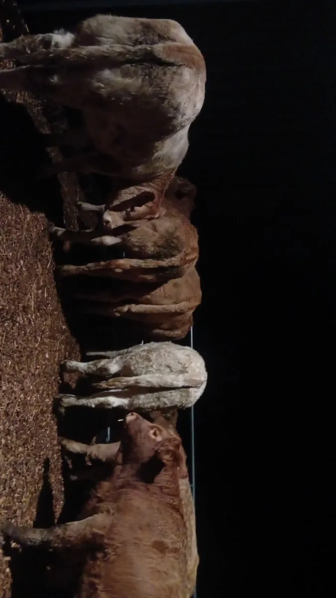 💥💥Top quality weanling heifers 💥💥 - Image 4