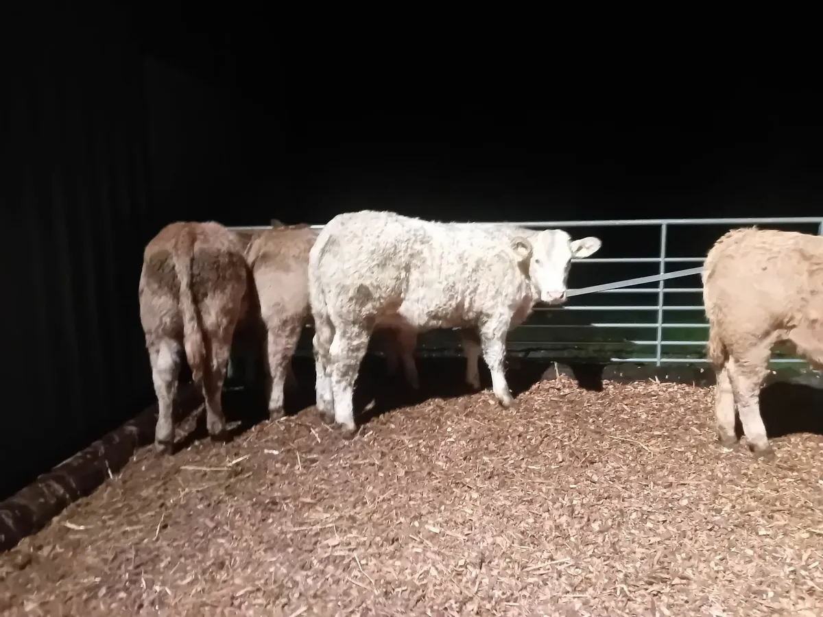 💥💥Top quality weanling heifers 💥💥 - Image 1