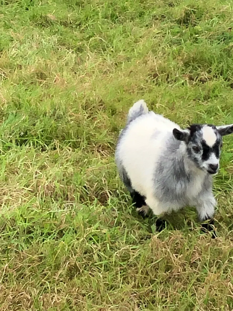Pygmy Goats - Image 2