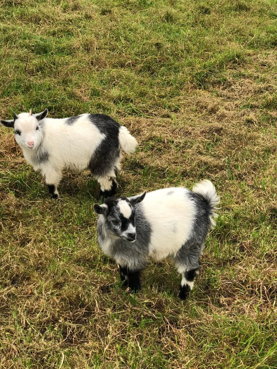 Pygmy Goats - Image 4