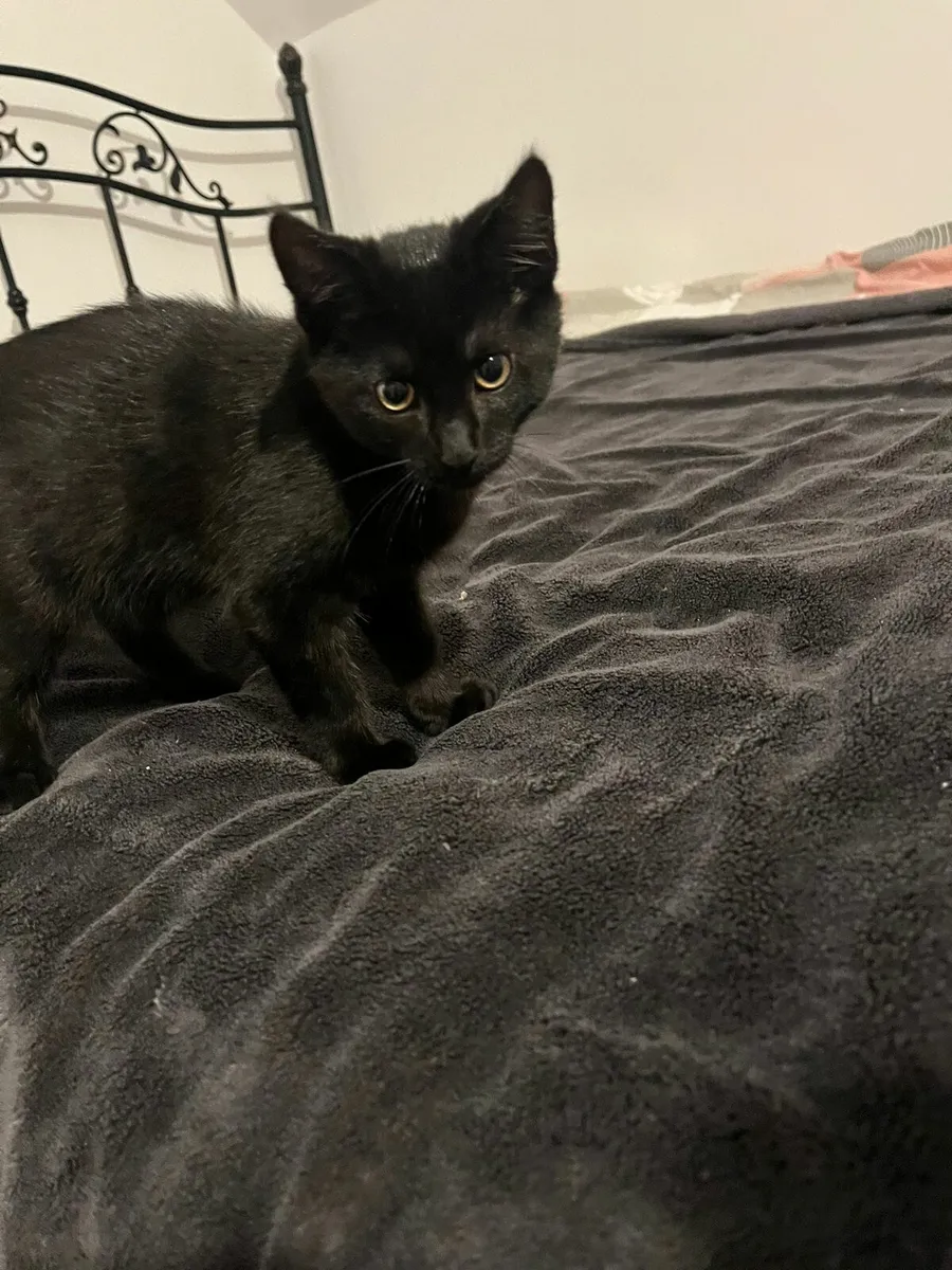 Kitten for sale - Image 1