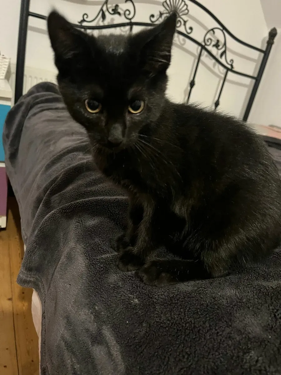 Kitten for sale - Image 2