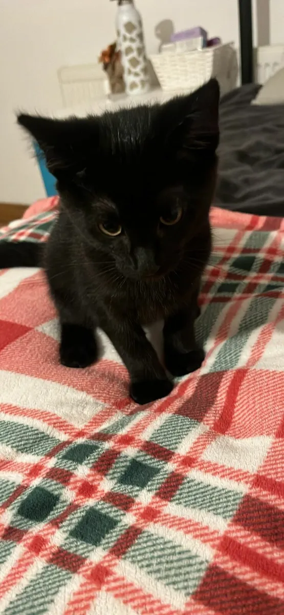 Kitten for sale - Image 3