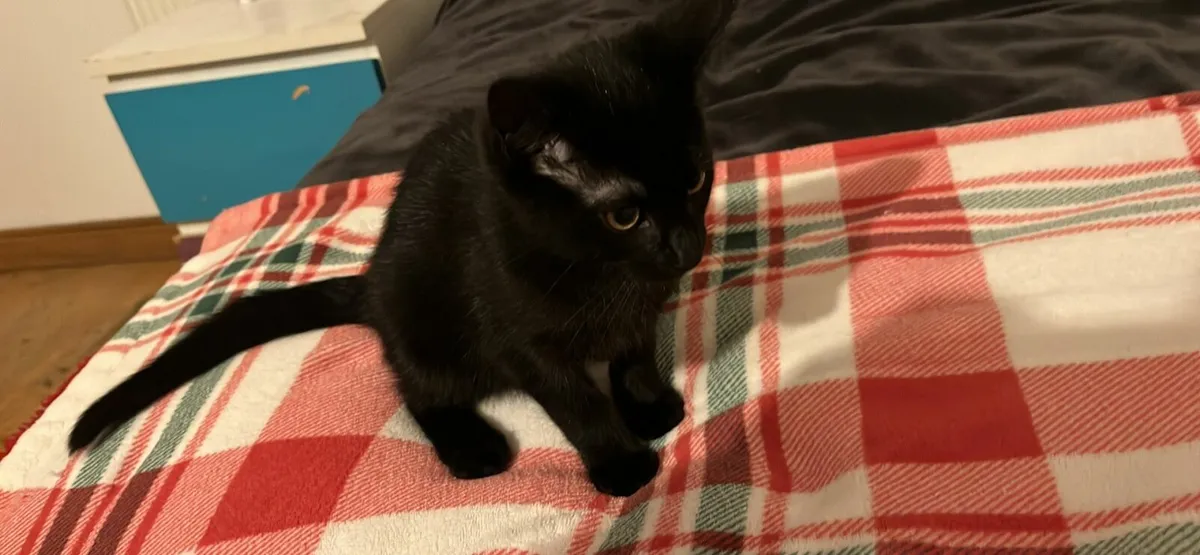 Kitten for sale - Image 4