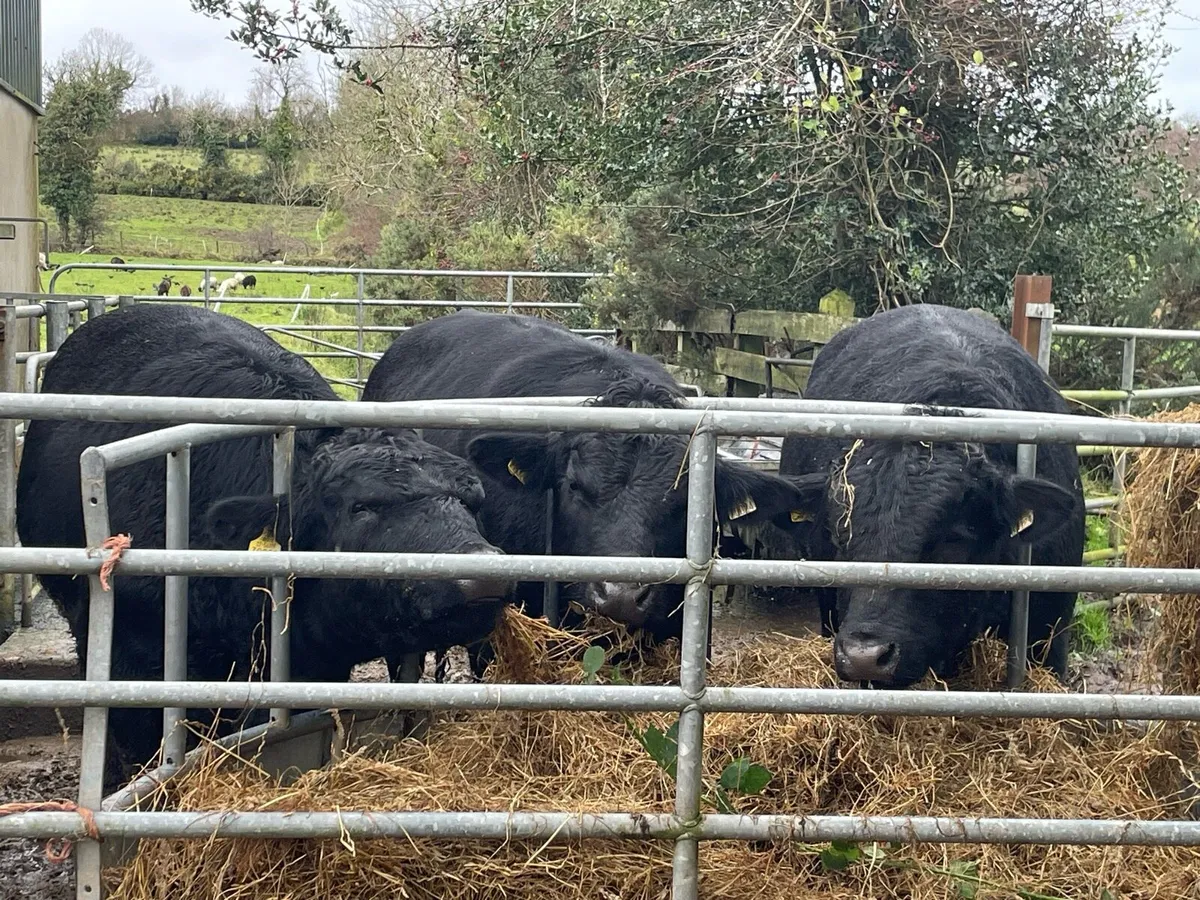 2 year old Pedigree Angus Bulls