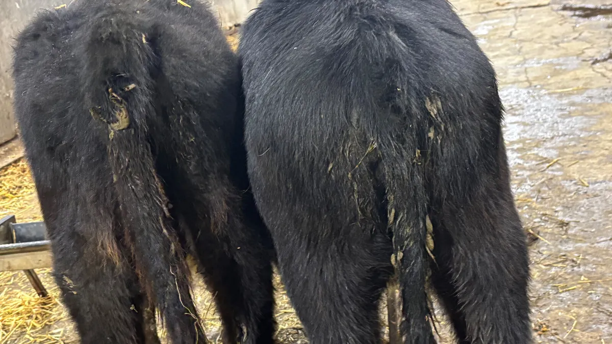 2 Aberdeen Angus Heifer Wealings - Image 3