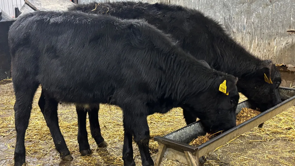 2 Aberdeen Angus Heifer Wealings - Image 4