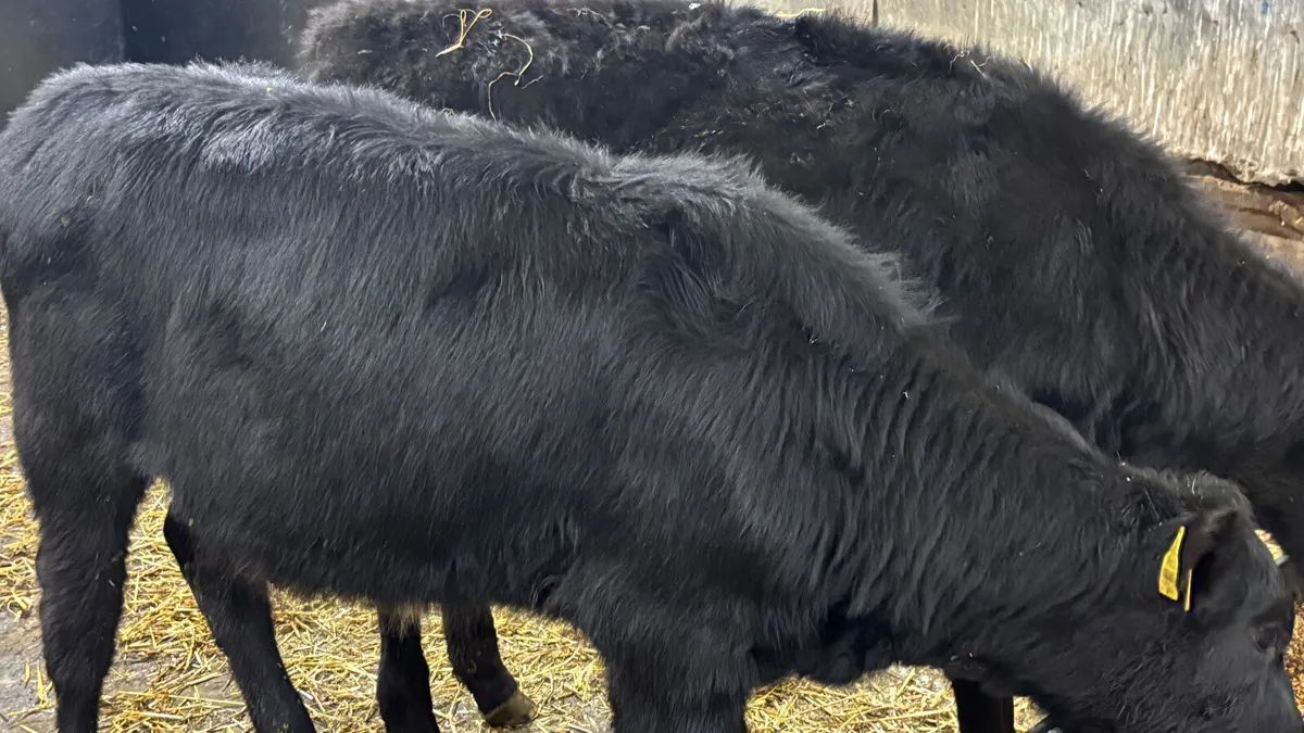 2 Aberdeen Angus Heifer Wealings - Image 2