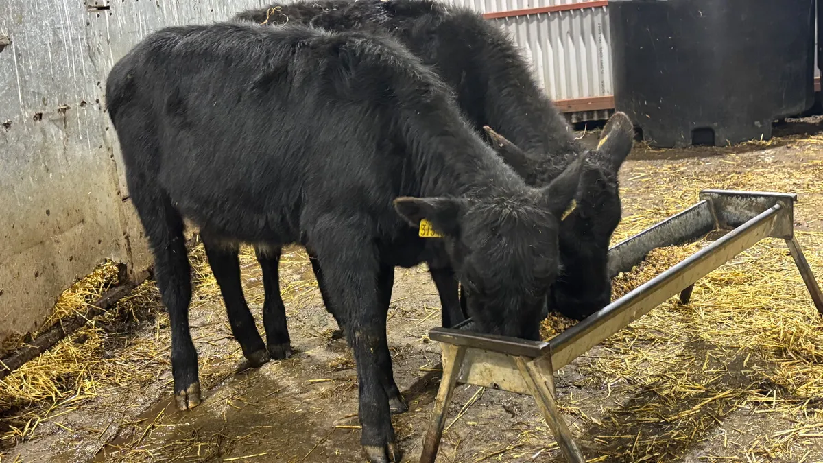 2 Aberdeen Angus Heifer Wealings - Image 1