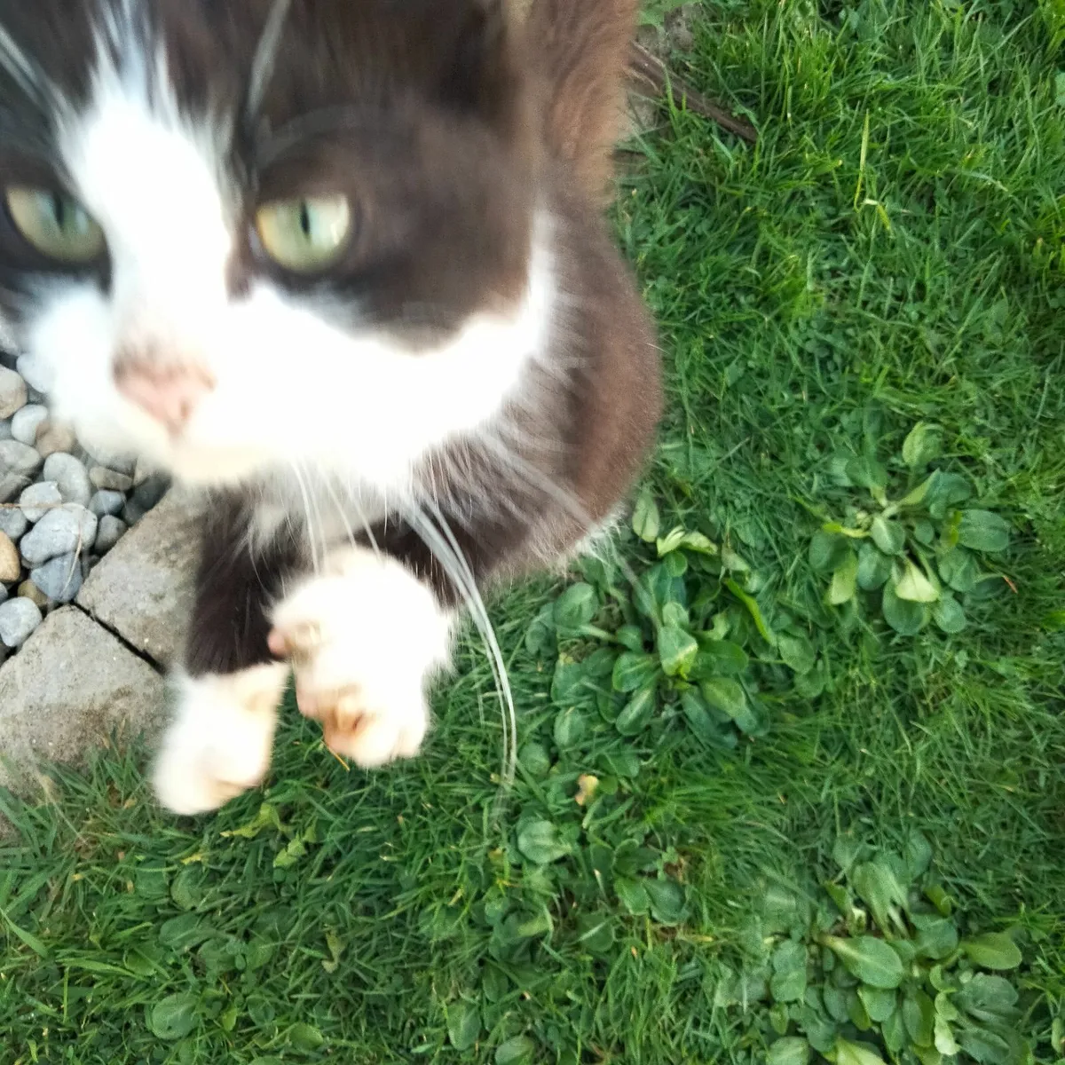 Maine  kittens - Image 2