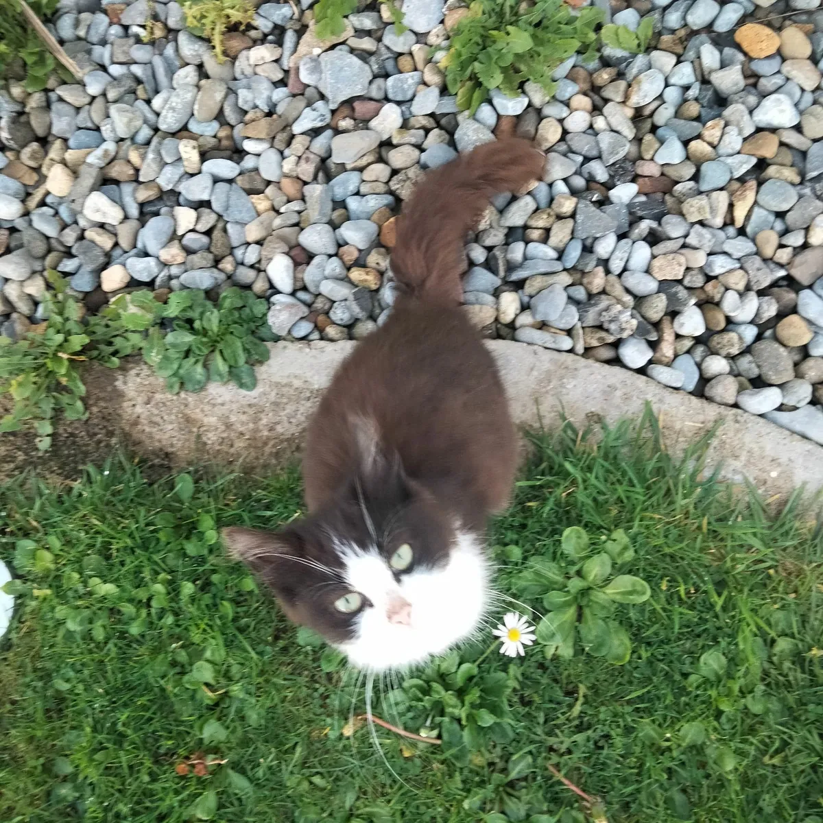 Maine  kittens - Image 1