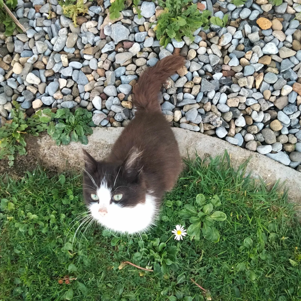 Maine  kittens - Image 3