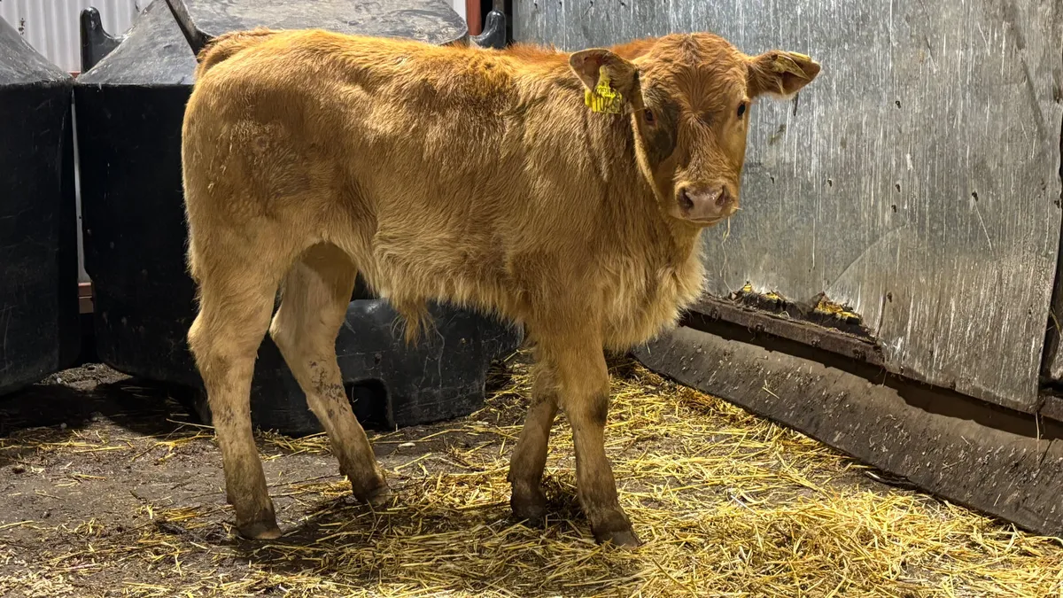 Super Suckler Bred Limousin Bull Calf - Image 2