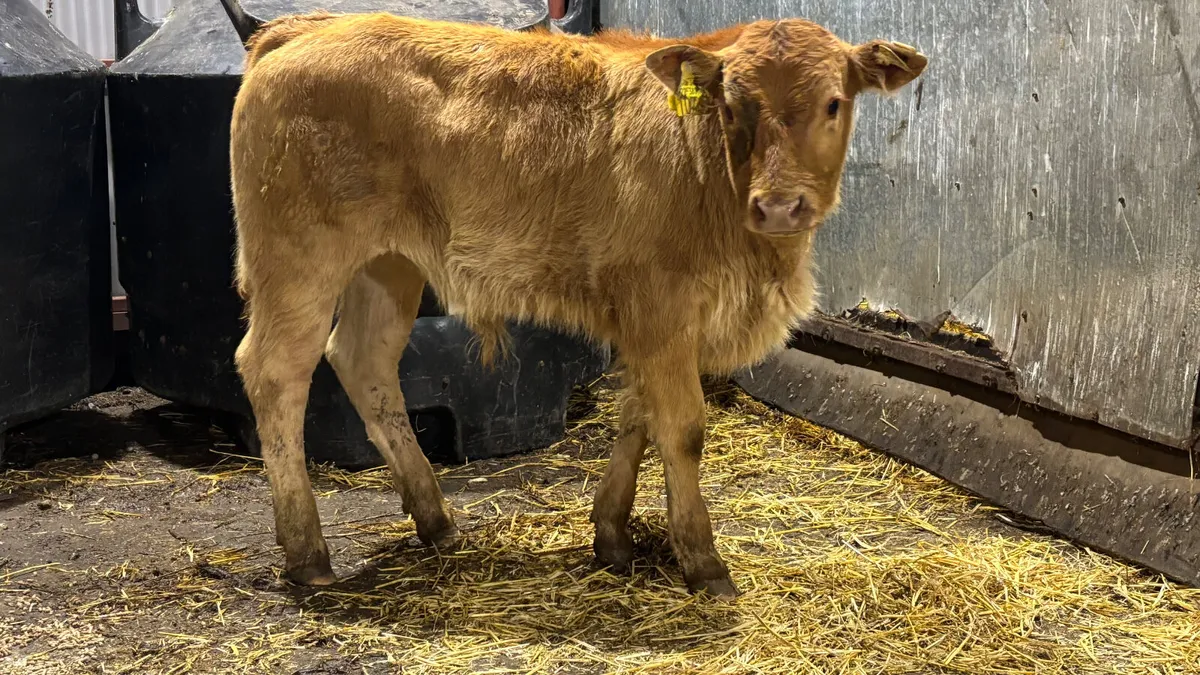 Super Suckler Bred Limousin Bull Calf - Image 4