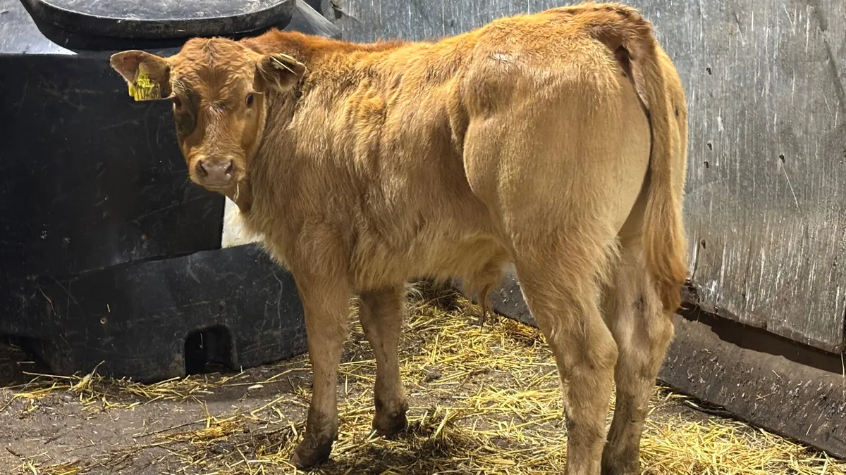 Super Suckler Bred Limousin Bull Calf - Image 1