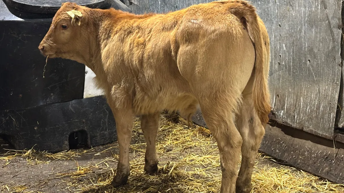 Super Suckler Bred Limousin Bull Calf - Image 3