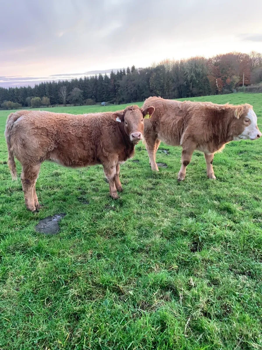 Roan Weanling Heifer - Image 1