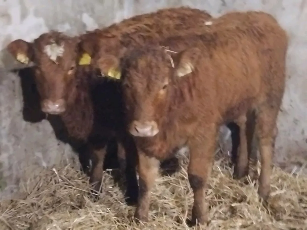 6 Limousin Weanling Heifers - Image 4