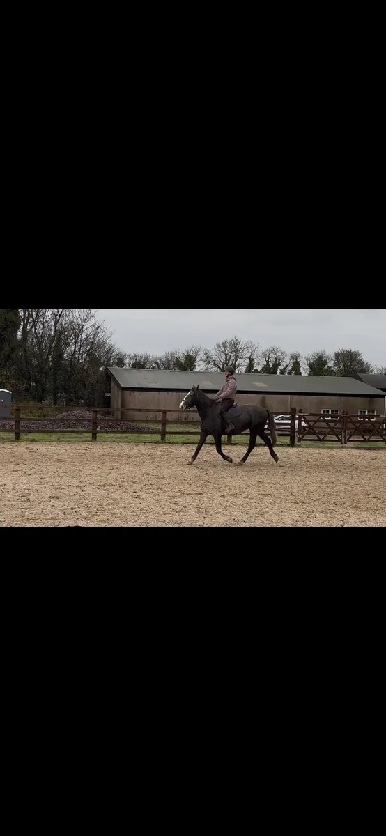 3yr old gelding - Image 2