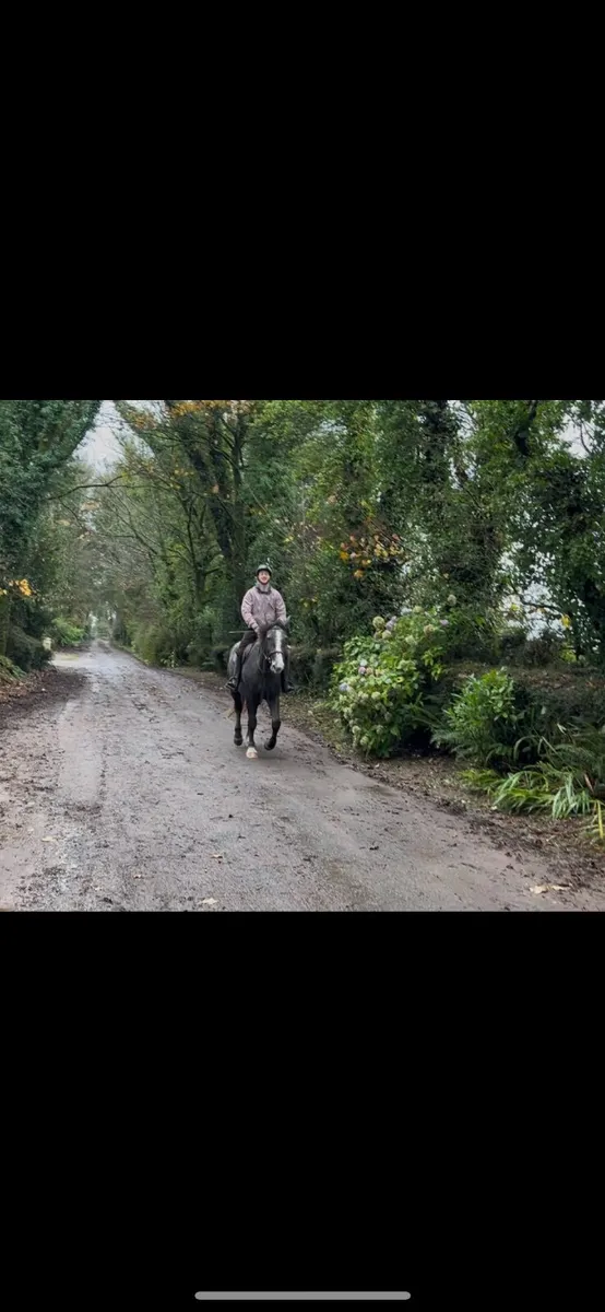 3yr old gelding - Image 4