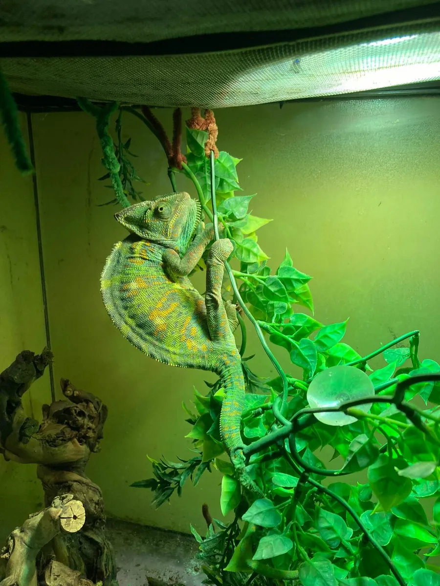 Chameleon - Image 1