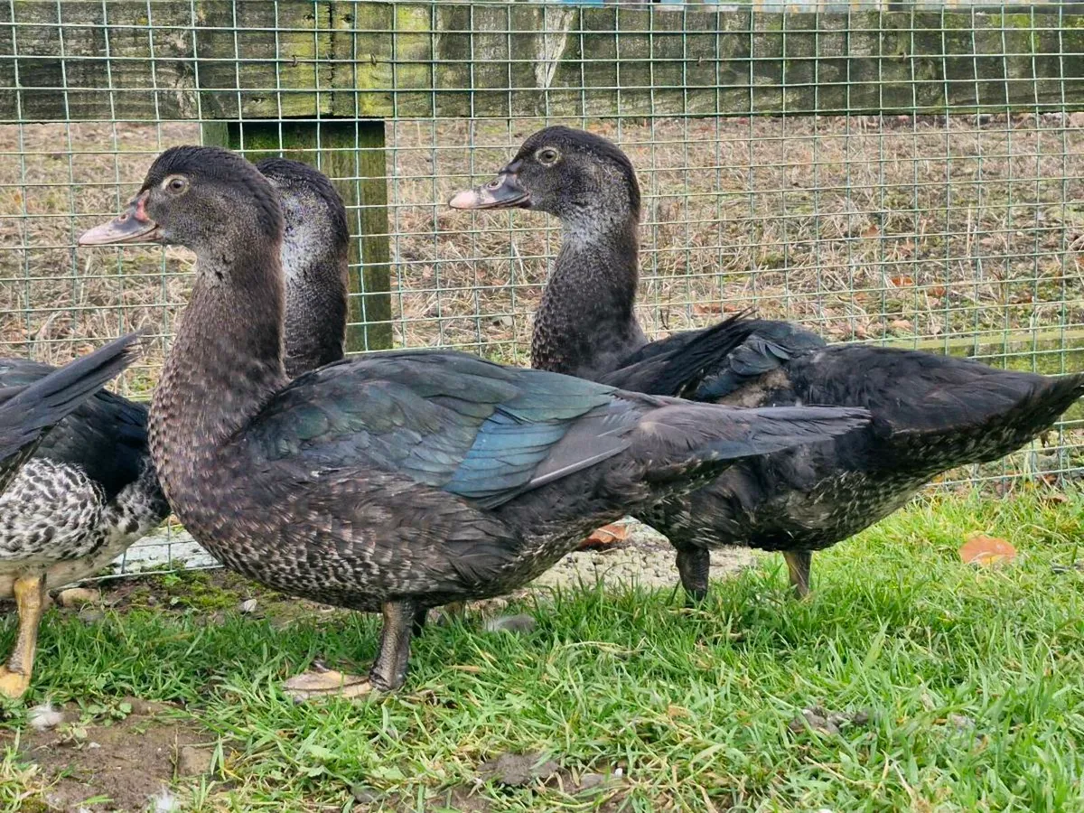 Muscovy duck & drakes - Image 1
