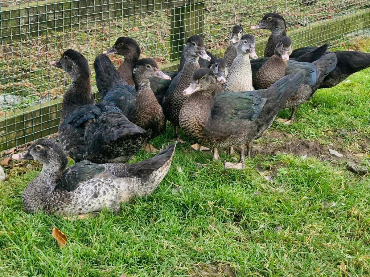 Muscovy duck & drakes - Image 2
