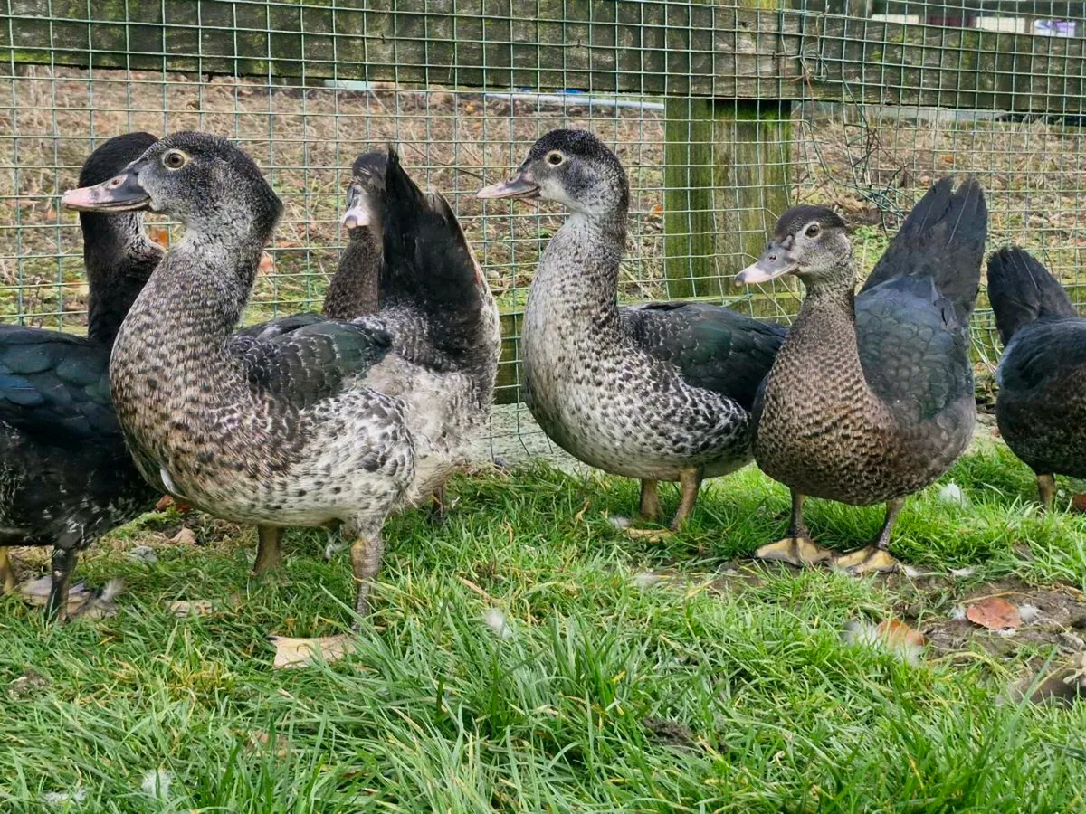 Muscovy duck & drakes - Image 3