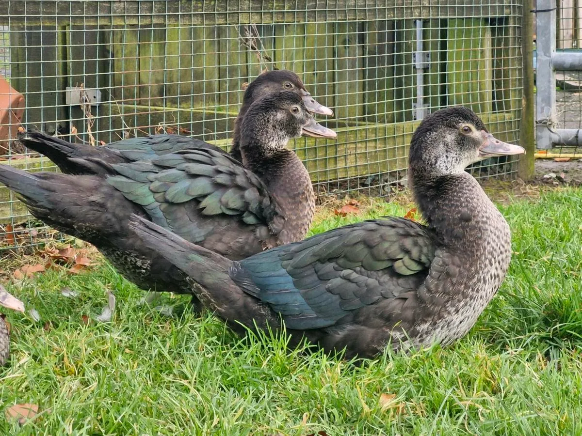 Muscovy duck & drakes - Image 4