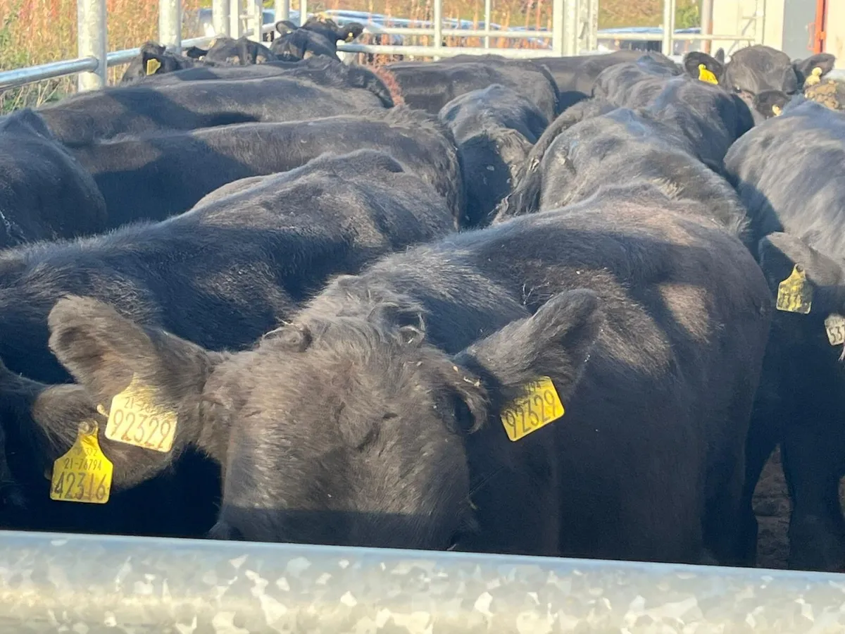 Super AA bulls - Image 1