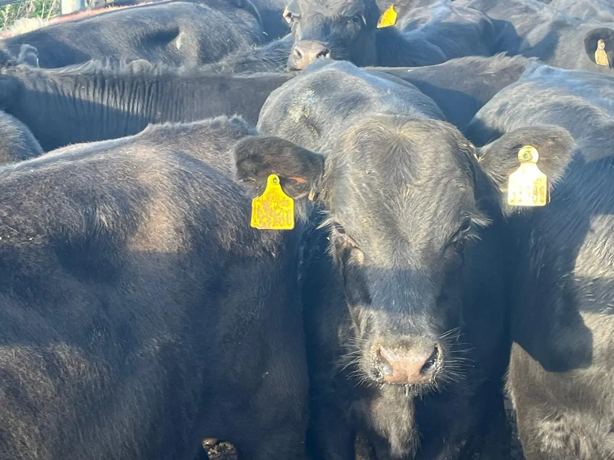 Super AA bulls - Image 2