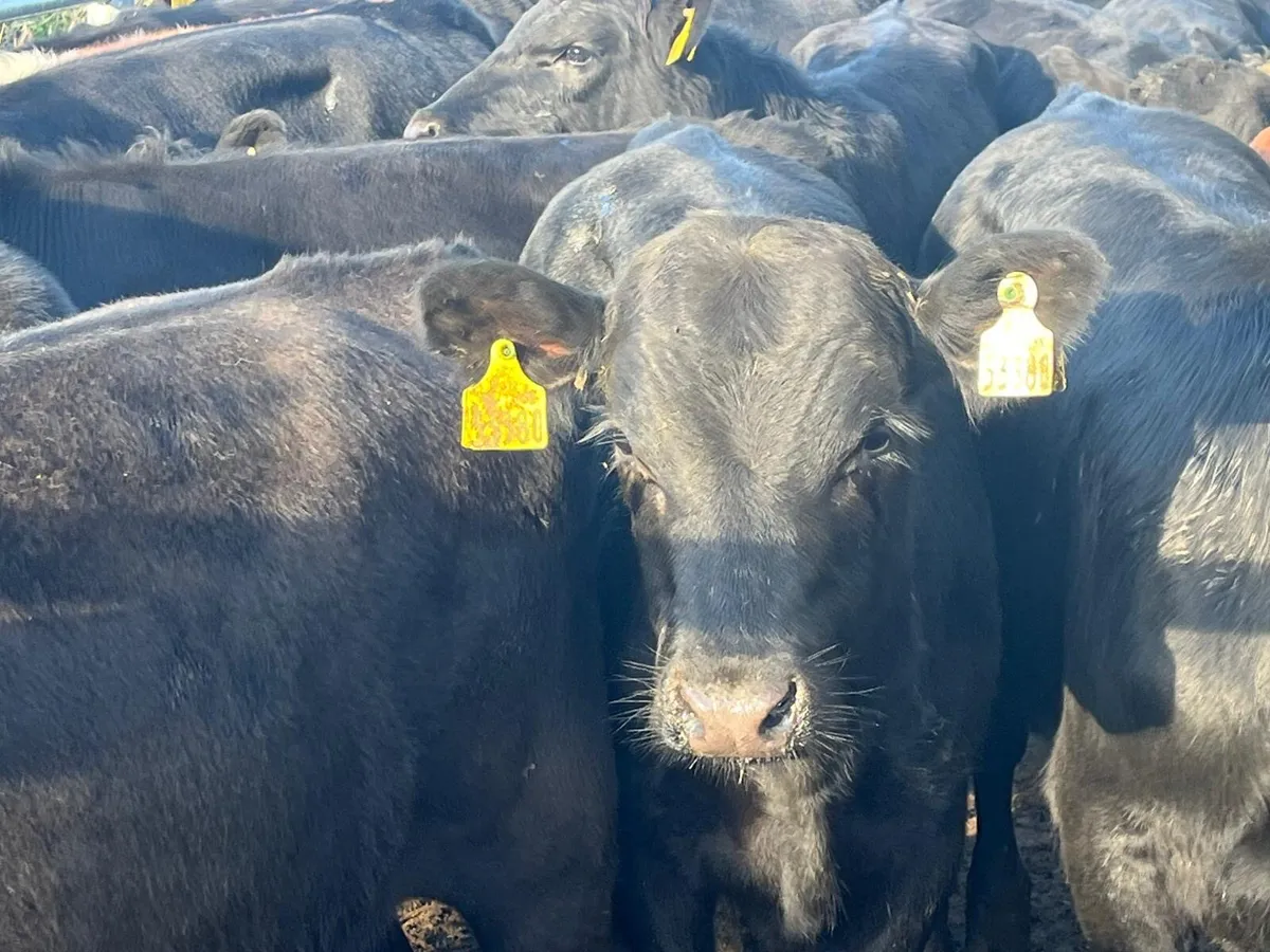 Super AA bulls - Image 4