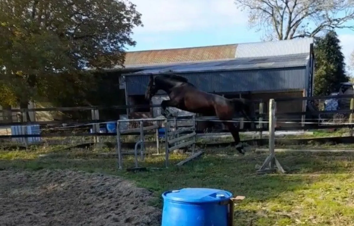 3yr old Quality Time filly - Image 1