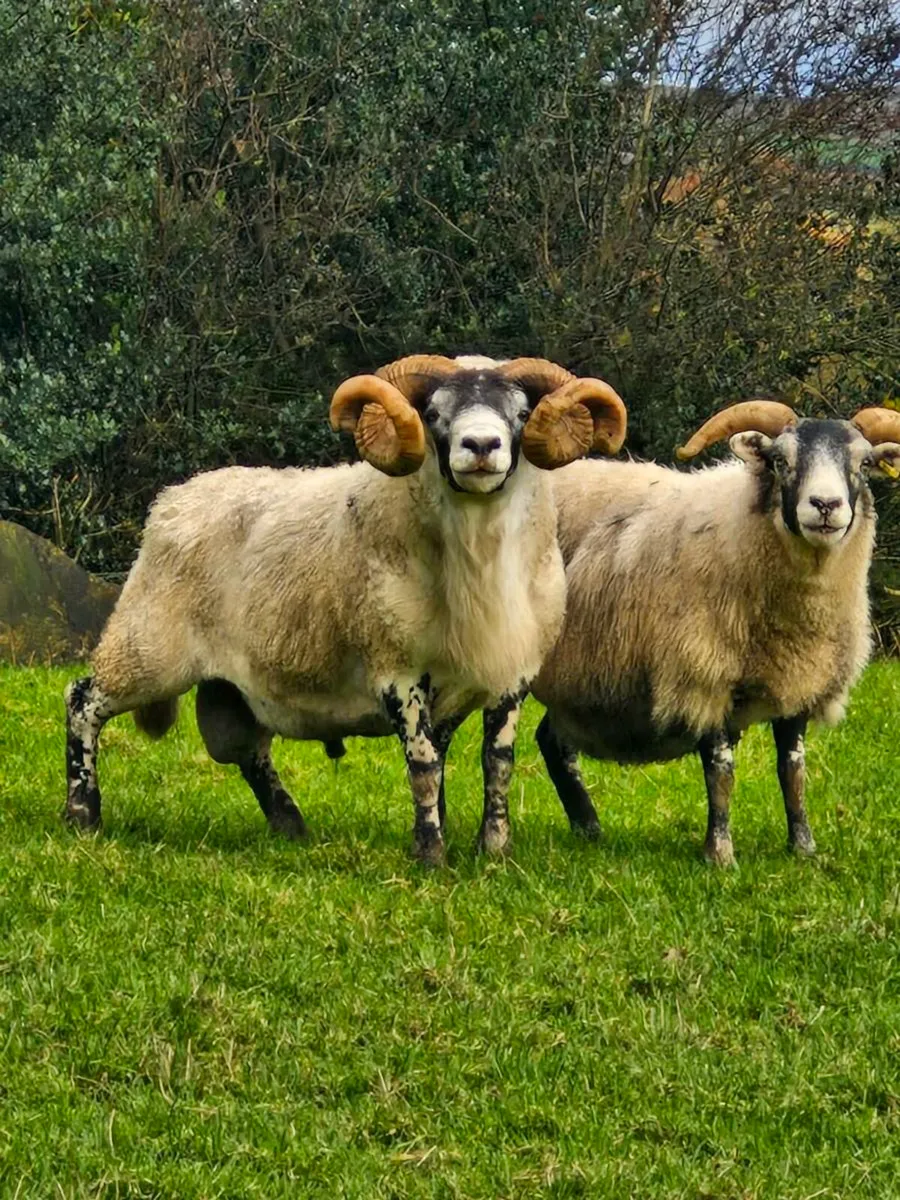 Lanark ram - Image 1