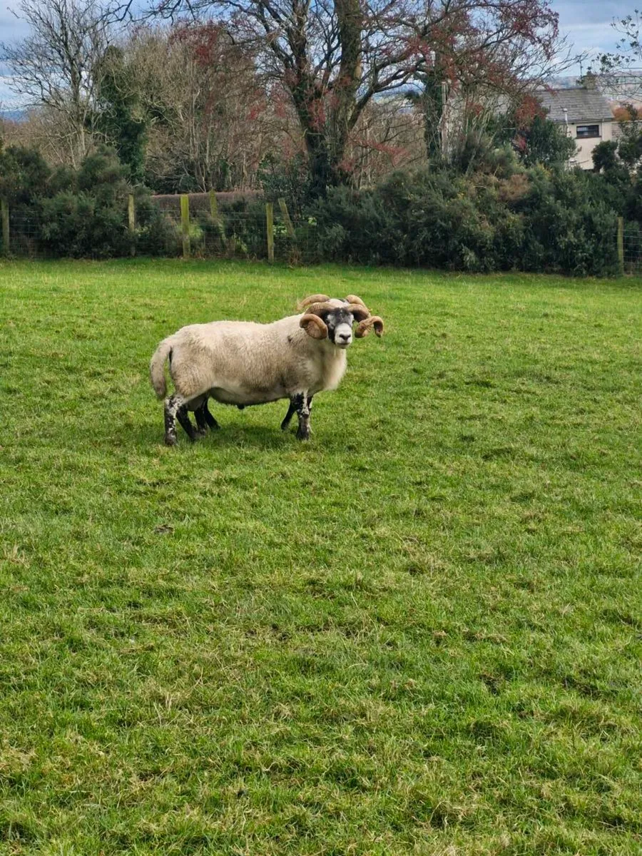 Lanark ram - Image 2
