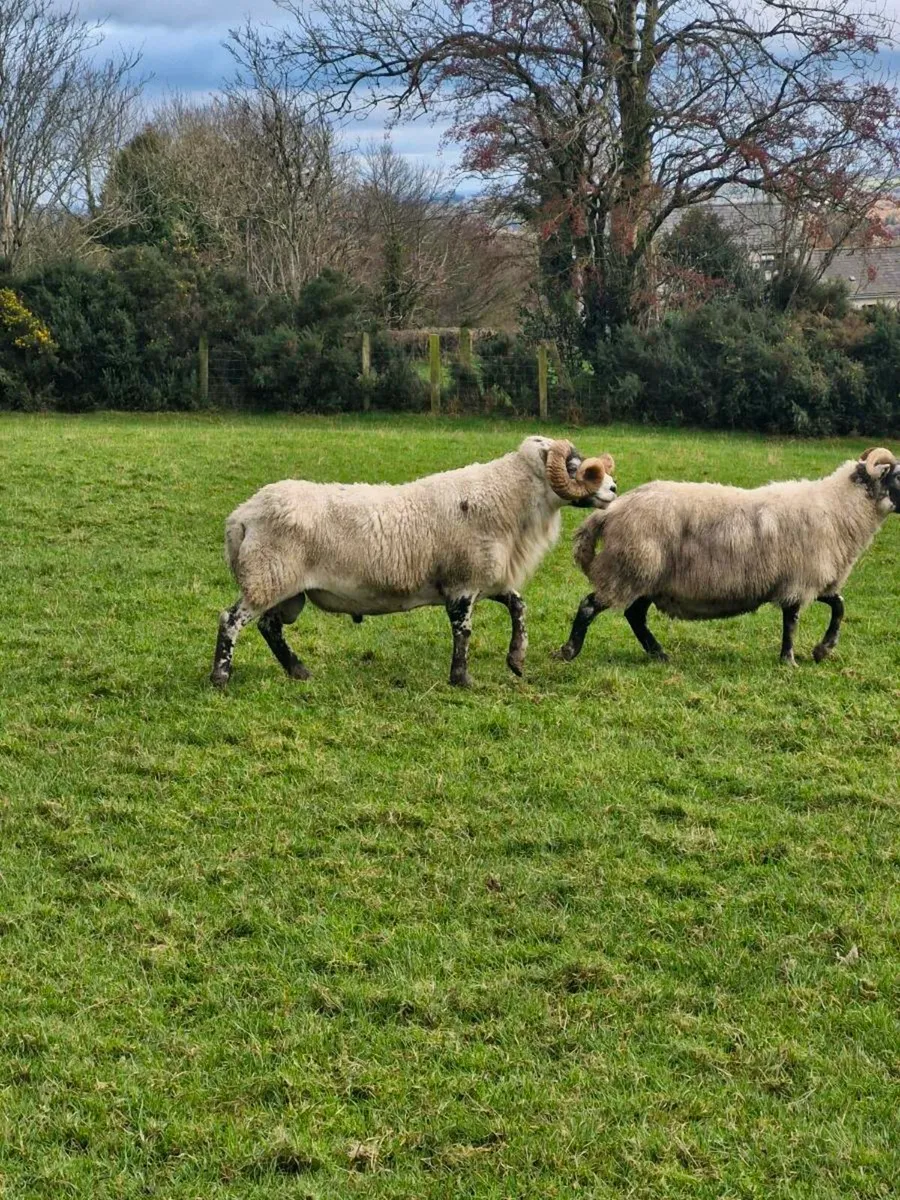 Lanark ram - Image 3