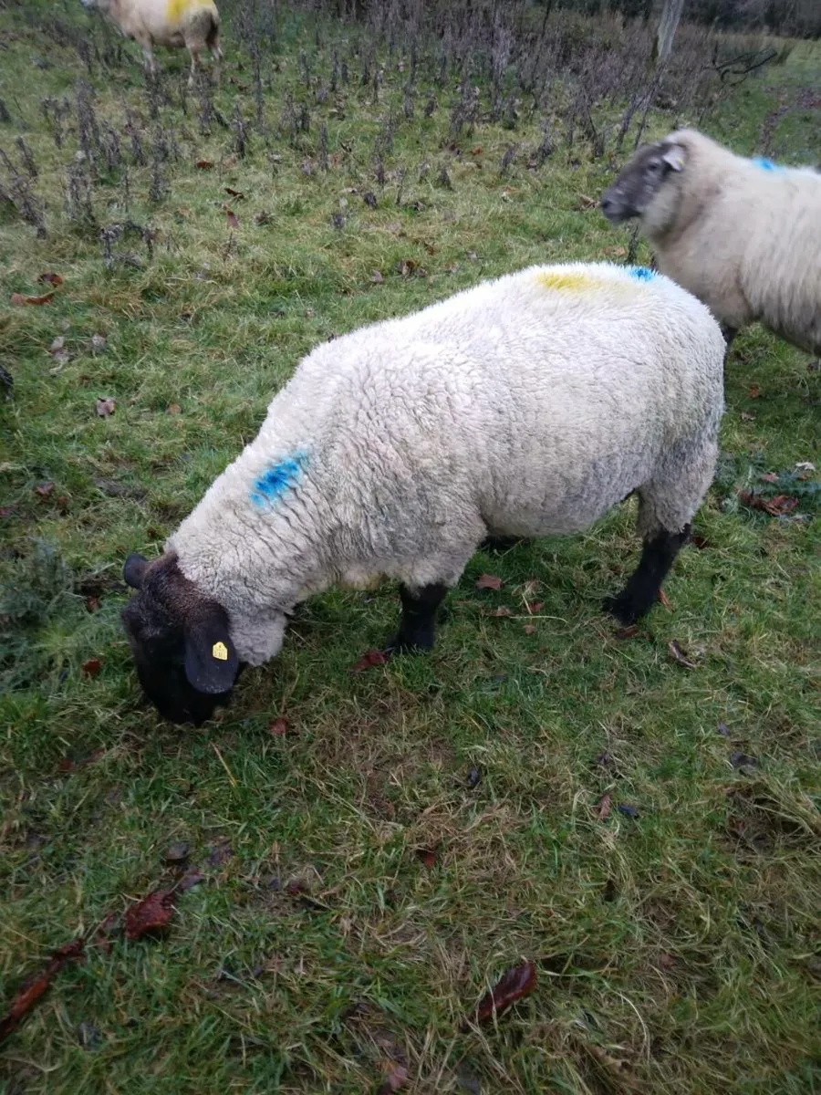 Suffolk ram - Image 1